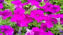 曼联官方发文悼念娃哈哈集团宗董事长庆后