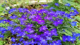 于正发文称没有diss谁的意思，谁不爱盛世美颜？